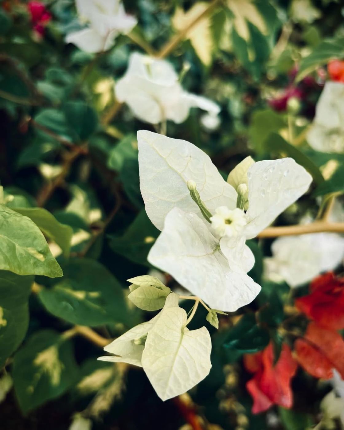 White bougainvillea flowers in the garden of Rina Massage studio in Ubud
